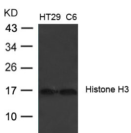 Histone H3 (Ab-27) Antibody