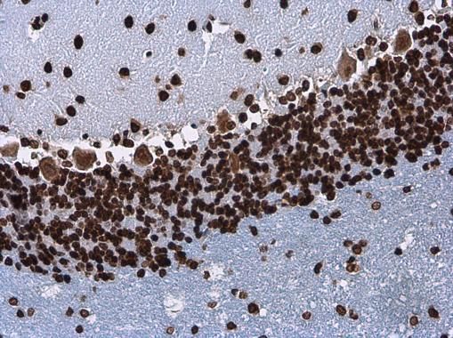 Histone H3.3B antibody