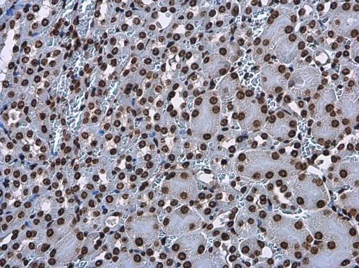 Histone H3.3B antibody