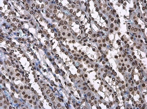 Histone H3 antibody