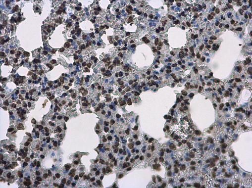 Histone H3.3B antibody
