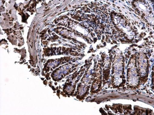Histone H3.3B antibody