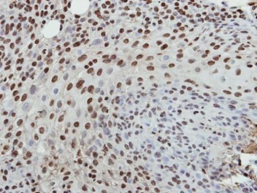 Histone H3 antibody