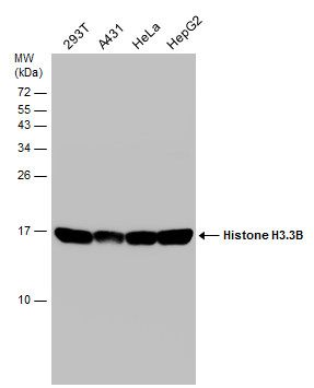 Histone H3.3B antibody