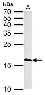 Histone H3 antibody