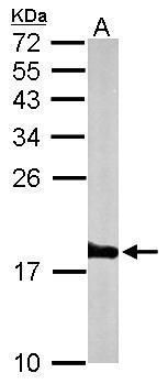 Histone H3 antibody