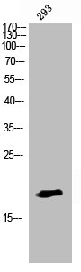 Histone H3 Antibody