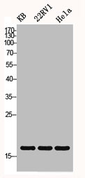 Histone H3 Antibody