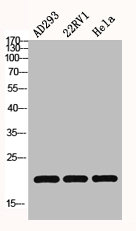 Histone H3 Antibody