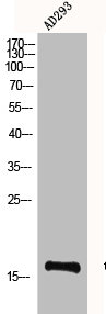 Histone H3 Antibody