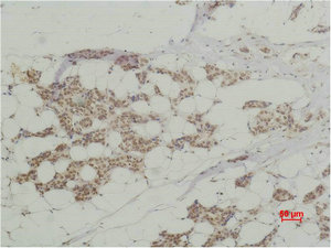 Histone H3 Antibody