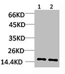Histone H3 Antibody