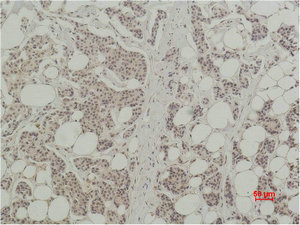 Histone H3 Antibody