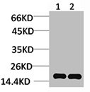 Histone H3 Antibody