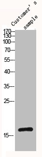 Histone H3 Antibody