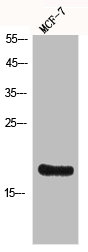 Histone H3 Antibody