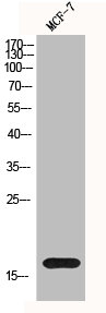 Histone H3 Antibody