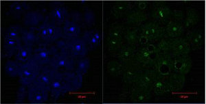 Histone H3 Monoclonal Antibody