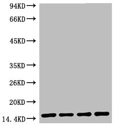 Histone H3 Monoclonal Antibody
