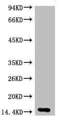 Histone H3 Monoclonal Antibody