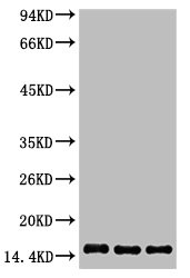 Histone H3 Monoclonal Antibody