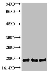 Histone H3 Monoclonal Antibody