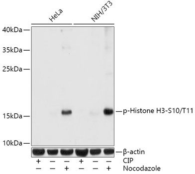 Histone H3 (Phospho-S10/T11) antibody