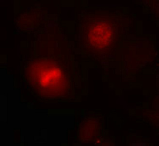 Histone H3.1 (Ab-10) Antibody