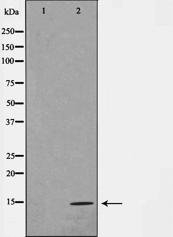 Histone H4 Antibody