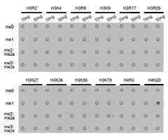 Histone H4K20me1 Antibody