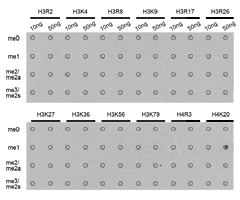 Histone H4K20me1 antibody