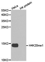 Histone H4K20me1 antibody