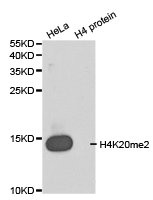 Histone H4K20me2 antibody