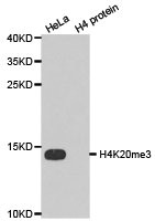 Histone H4K20me3 antibody