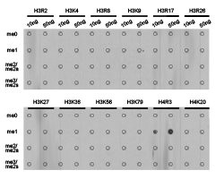 Histone H4R3me1 antibody