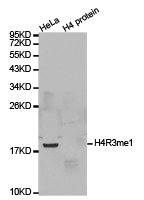Histone H4R3me1 antibody