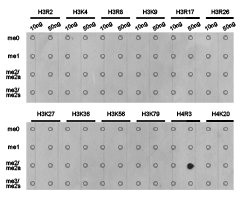 Histone H4R3me2a antibody