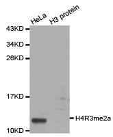 Histone H4R3me2a antibody