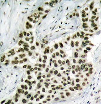 Histone H2A.X Rabbit Polyclonal Antibody