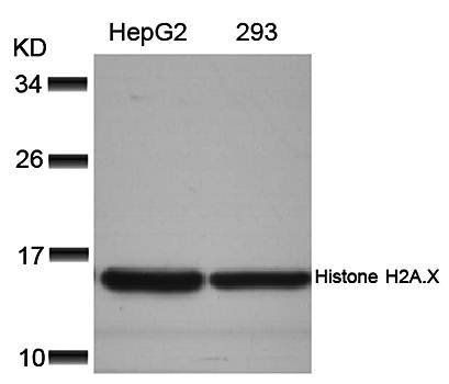 Histone H2A.X (Ab39) Antibody