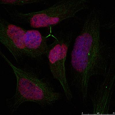 Histone H2A.X Rabbit Polyclonal Antibody