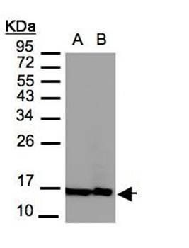 Histone H2A.Z/H2A.F/Z antibody