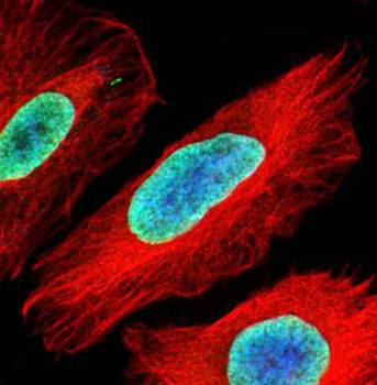 Histone H2A.Z/H2A.F/Z antibody