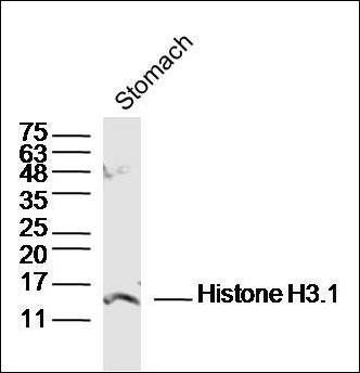 Histone H3.1 antibody