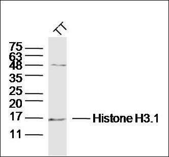Histone H3.1 antibody