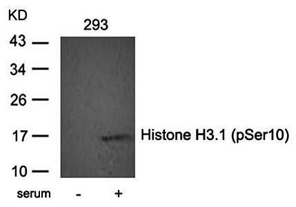 Histone H3.1 (Phospho-Ser10) Antibody