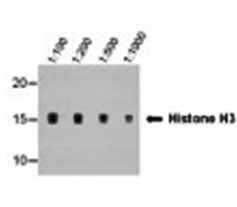 Histone H3 (tri methyl K9) Monoclonal Antibody [6F12-H4]