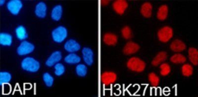 Histone H3K27me1 Antibody