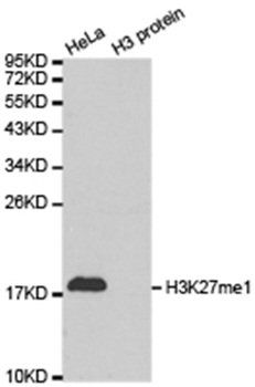 Histone H3K27me1 Antibody