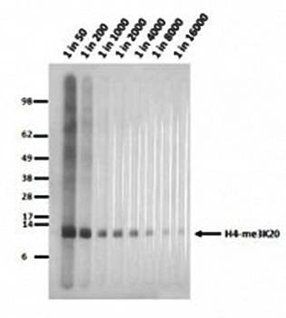 Histone H4 (tri methyl K20) Monoclonal Antibody